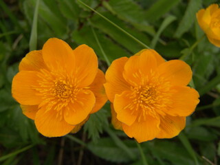 レブンキンバイソウ