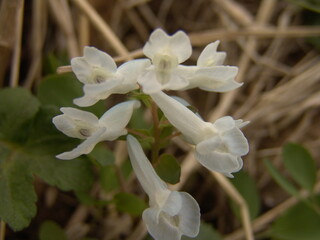 エゾエンゴサク