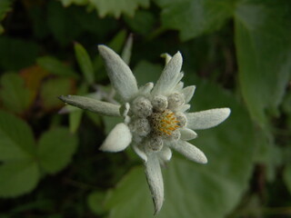 レブンウスユキソウ