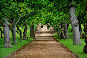 Beautiful stony alley road through tunnel of big old green oak trees at Groot Constantia, South Africa