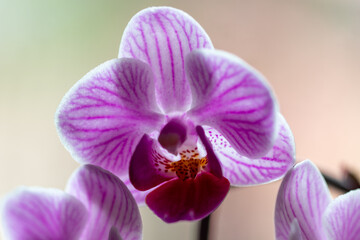 violet orchid in bloom