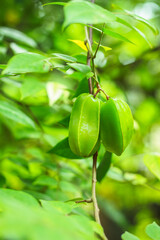 Carambola fruits in the trees .