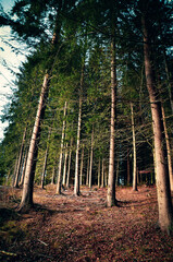 Forest in the morning