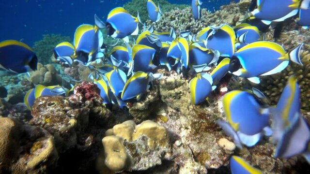 School of beautiful blue fish on background red corals underwater in sea of Maldives. Scuba diving in world of colorful beautiful wildlife of reefs. Inhabitants in search of food. Slow motion shot.