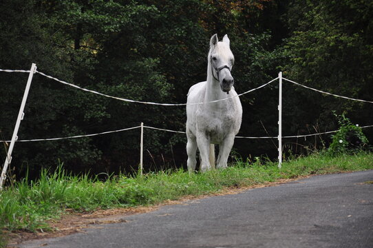 Wei&szlig;es Pferd am Stra&szlig;enrand