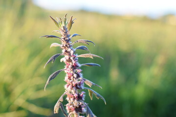 Plant close up flower summer 