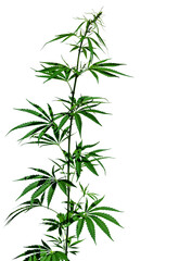 A plant of marijuana isolated on the white background. Selective focus.