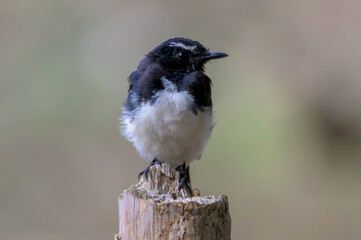 Willy Wagtail sitting on a tree stump