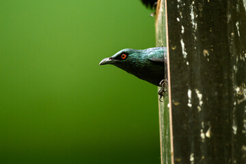 red-eyed lark portrait in forest