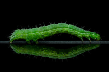 green caterpillar reflected in black glass