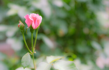 Growing rose on foliage background