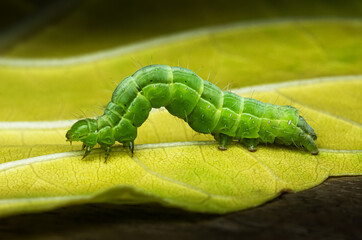 green caterpillar on a yellow leaf