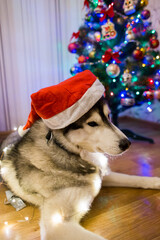 husky dog near christmas tree