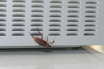 Cockroach Walking Over The Back Of A Microwave In The Kitchen