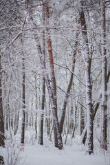 trees in the snow in winter