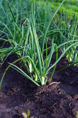 green feathers of onions grow in a garden in clear land. Growing a natural product in agriculture