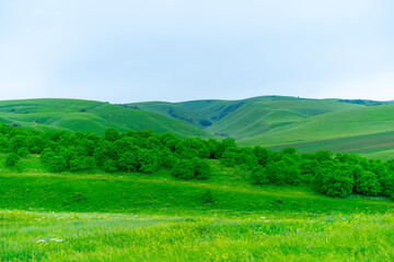 Trees growing in the mountains