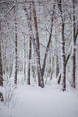 trees in the snow in winter