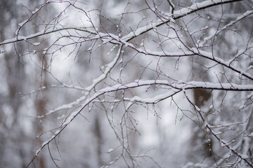 Fototapeta na wymiar trees in the snow in winter