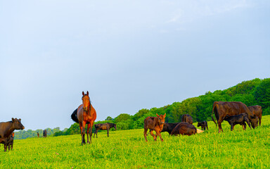 Cows and horses graze in the meadow