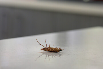Dead Cockroach On A Kitchen Bench
