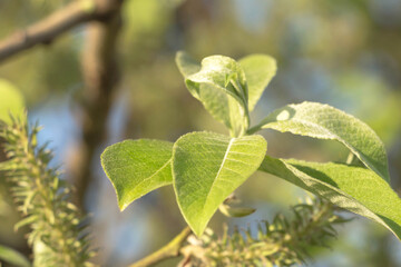 Spring young leaves on a tree branch
