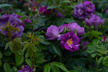 Lilac roses flowers on a background of leaves