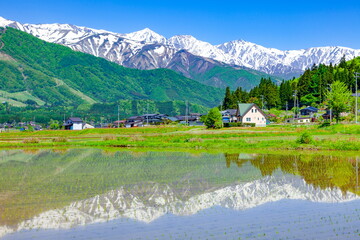 Obraz premium 水田に映り込んだ白馬三山、長野県北安曇郡白馬村にて
