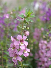 Closeup pink Narrowleaf Angelon flowers plants in garden with green blurred background ,macro image , sweet color for card design