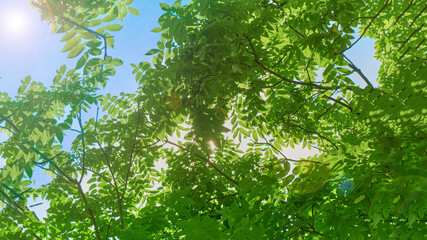 the rays of the sun break through the young green foliage of a walnut