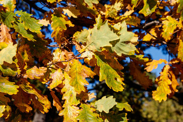 Colorful autumn oak leaves on the branch of oak tree in the forest