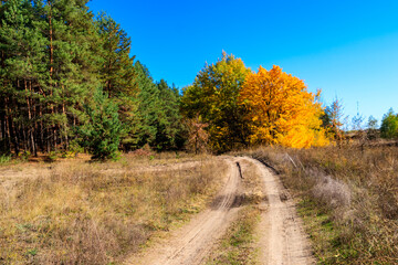 Dirt road in forest at autumn