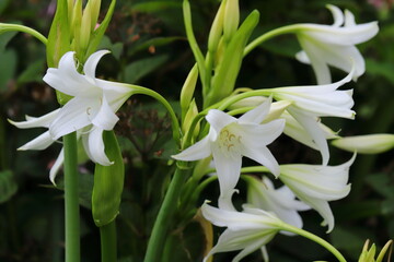アフリカハマユウの白い花