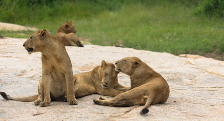 A lions herd relaxing and playing in the savannah during a wildlife safari, Kruger national park, south africa