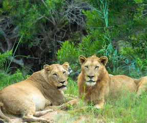 Naklejka na ściany i meble Young african lion couple lying down in savannah, national park south africa