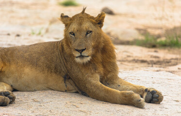 Young african lion relax and lay down on the ground in his natural habitat