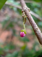cherry buds and a branch