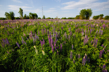 Landscape with blooming lupinus, lupin, lupine field under the blue sky. A field of pink lupines.
