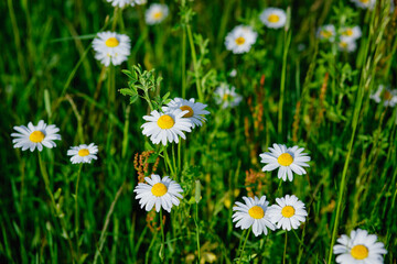 Chamomile flower field. Camomile in the nature. Field of camomiles at sunny day at nature. Camomile daisy flowers in spring day. Chamomile flowers field wide background in sun light