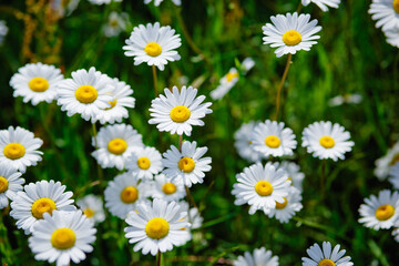 Chamomile flower field. Camomile in the nature. Field of camomiles at sunny day at nature. Camomile daisy flowers in spring day. Chamomile flowers field wide background in sun light
