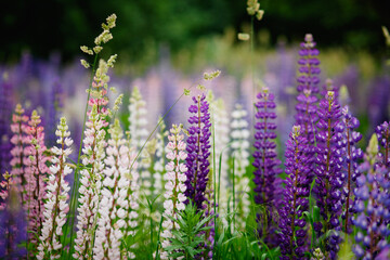 Lupinus, lupin, lupine field with blue flowers. Bunch of lupines summer flower background. Blooming...