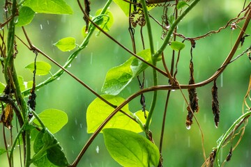 The last drop, slips through small leaves