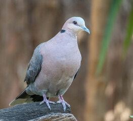 The red-eyed dove is a common garden species bird in the Gauteng Highveld region in South Africa
