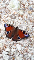 The most beautiful butterfly in Europe