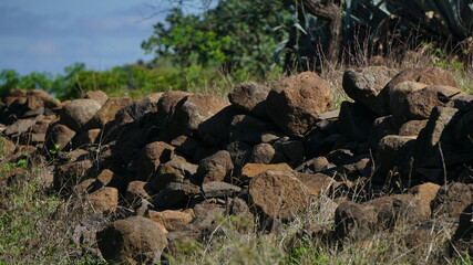 wildebeest in the serengeti