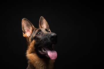 Portrait of a German shepherd in front of an isolated black background. Close-up of a German shepherd in profile view isolated black background.