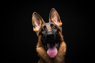 Portrait of a German shepherd in front of an isolated black background. Close-up of a German shepherd in profile view isolated black background.