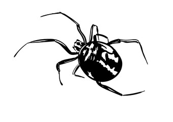 spider isolated on white background