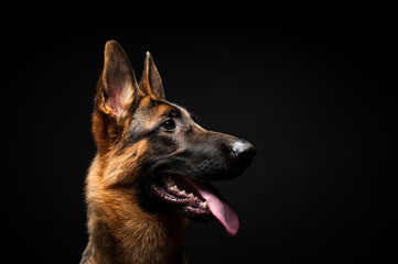 Portrait of a German shepherd in front of an isolated black background. Close-up of a German shepherd in profile view isolated black background.