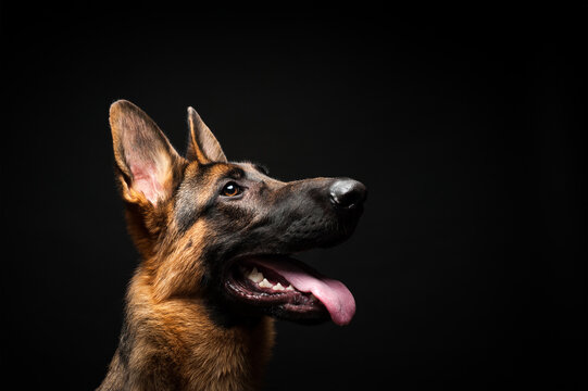 Portrait of a German shepherd in front of an isolated black background. Close-up of a German shepherd in profile view isolated black background.